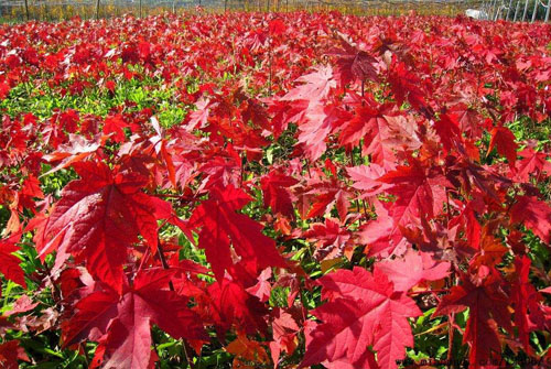紅楓夏季進(jìn)蔭棚培育適宜生長