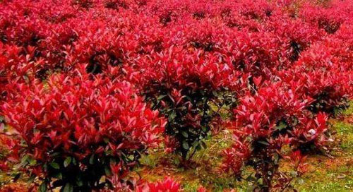 紅楓播種育苗采用高溫催芽