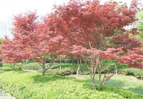 紅楓生長季節(jié)葉片整株色感極好