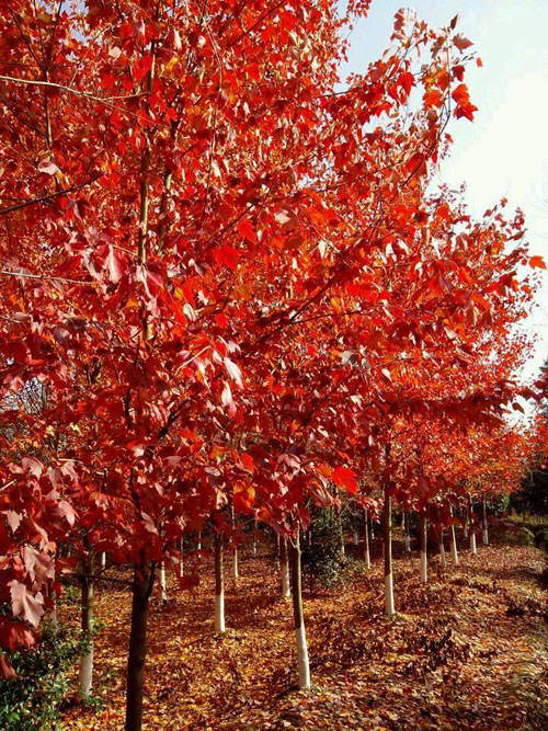 紅楓育苗喜歡排水良好的濕潤環(huán)境