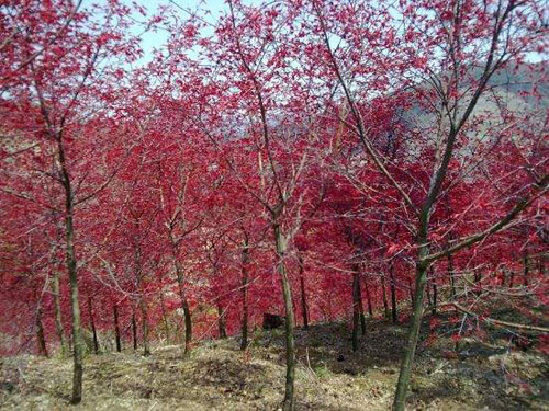 紅楓苗圃的土壤管理