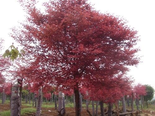 紅楓苗圃的土壤管理