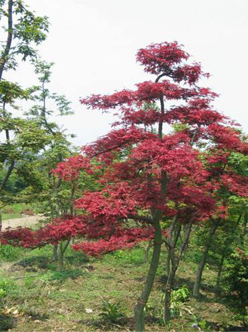 紅楓苗圃的土壤管理