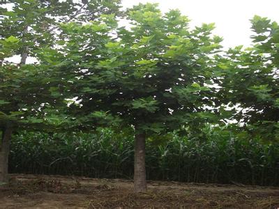 紅楓對(duì)常綠樹(shù)促使側(cè)枝生長(zhǎng)
