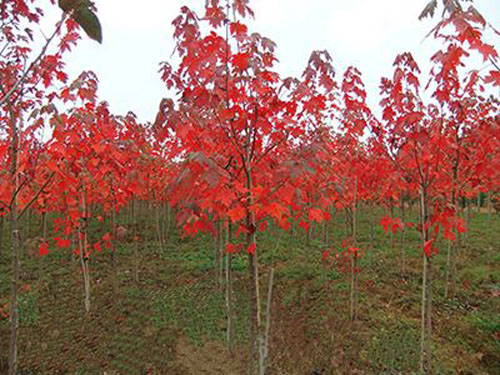 紅楓生產(chǎn)中大多以實(shí)生苗作砧木