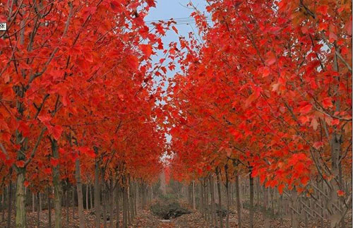 紅楓地栽苗木后廠土壤耕作措施