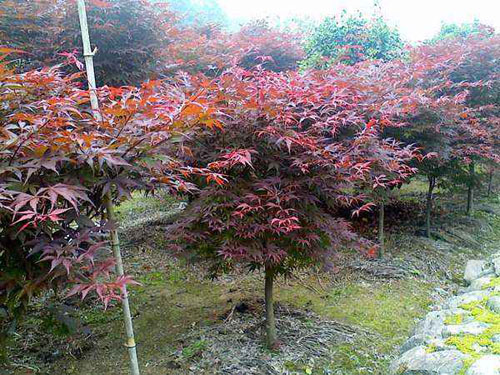 紅楓花卉苗木繁育技術
