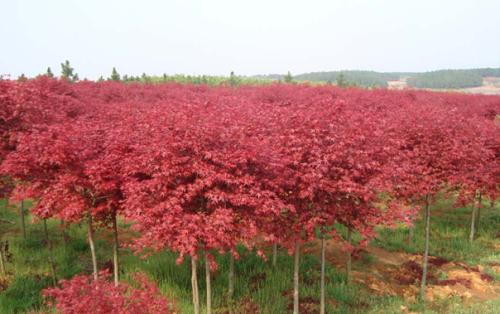 紅楓樹(shù)姿挺秀古樸瀟灑葉色深綠