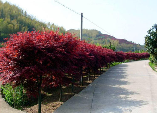 紅楓扦插樹冠緊密處陰生弱枝