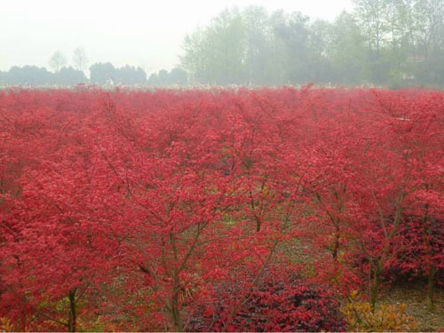 紅楓進行土壤改良工作鹽堿地采取開溝排水
