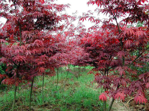 紅楓高效繁育及栽培技術(shù)