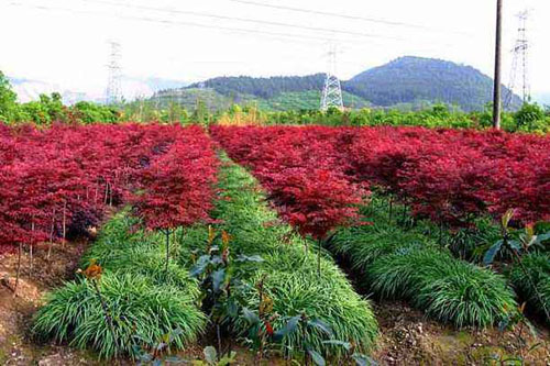 美國紅楓起苗季節(jié)便于保持苗木活力