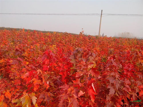 美國紅楓扦插繁殖苗一般株行比較密