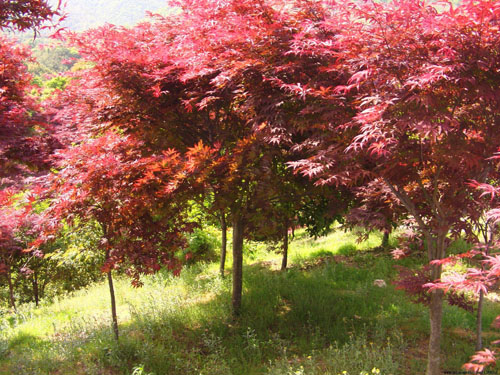 美國紅楓在春季芽萌動(dòng)前至夏季開花期間