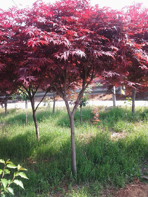 美國紅楓在春季芽萌動(dòng)前至夏季開花期間
