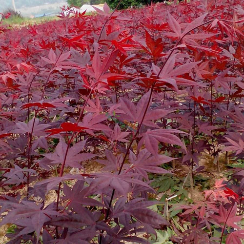 美國(guó)紅楓扦插育苗的方式