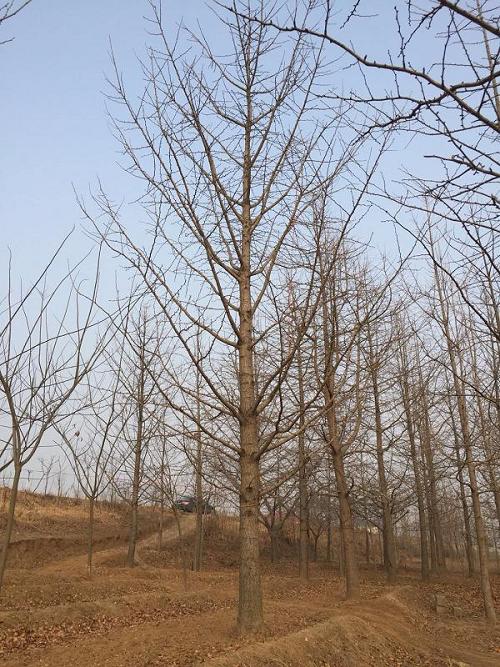 美國(guó)紅楓肥沃排水良好土壤中生長(zhǎng)旺盛