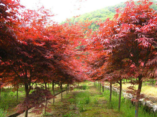 美國(guó)紅楓造景園林中利用絢麗花色與喬木
