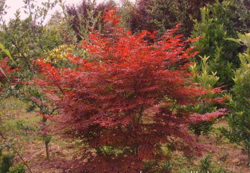 美國紅楓苗木培育與移植技術(shù)
