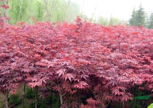 美國紅楓苗木培育與移植技術(shù)