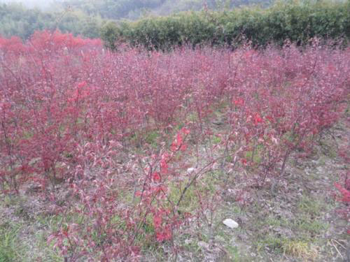 美國紅楓苗圃苗木生產(chǎn)經(jīng)營現(xiàn)狀