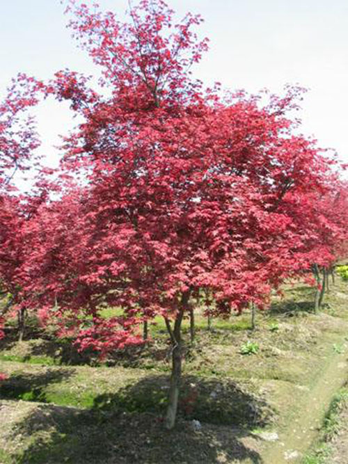 美國(guó)紅楓繁殖營(yíng)養(yǎng)繁殖進(jìn)行扦插